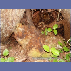 2005_0763_Houghton_Woodlot_Seymour_Inlet.html