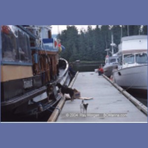 1997_shearwater149.jpg