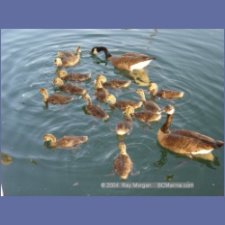 2003_2405_Sidney_BC_Geese.html
