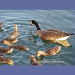 2003_2406_Sidney_BC_Geese.html