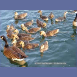 2003_2407_Sidney_BC_Geese.html