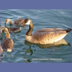 2003_2408_Sidney_BC_Geese.html