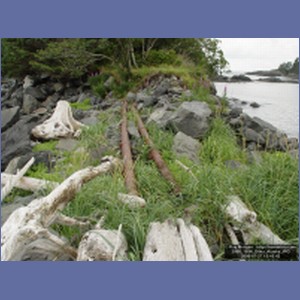 2006_1854_Sitka_Alaska.JPG