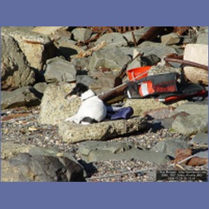 2006_1957_Sitka_Alaska.JPG