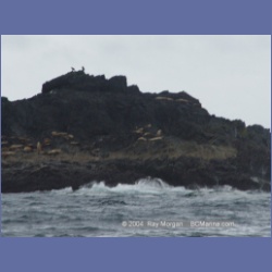 2003_3753_Solander_Island_Cape_Cook.html