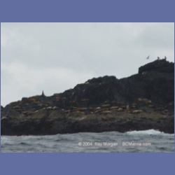 2003_3754_Solander_Island_Cape_Cook.html