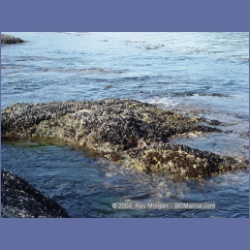 2003_3583_Spring_Island_Kyuquot_Sound.html