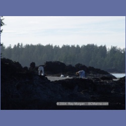 2003_3585_Spring_Island_Kyuquot_Sound.html