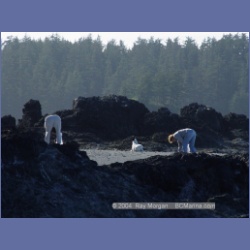 2003_3586_Spring_Island_Kyuquot_Sound.html