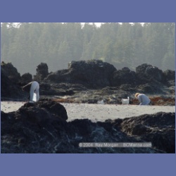 2003_3587_Spring_Island_Kyuquot_Sound.html