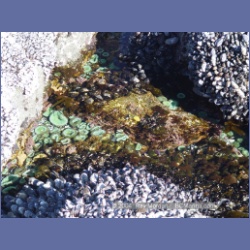 2003_3589_Spring_Island_Kyuquot_Sound.html
