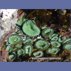 2003_3590_Spring_Island_Kyuquot_Sound.html