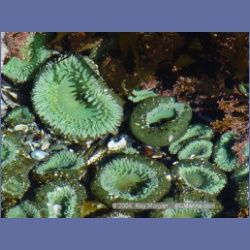 2003_3591_Spring_Island_Kyuquot_Sound.html