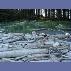 2003_3608_Spring_Island_Kyuquot_Sound.html