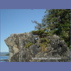 2003_3611_Spring_Island_Kyuquot_Sound.html