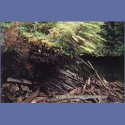 1997_swanson77.html