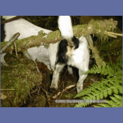 1999_454_Swanson_Bay.html