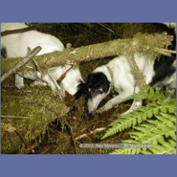 1999_455_Swanson_Bay.html