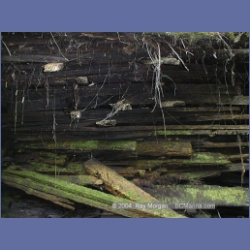 1999_458_Swanson_Bay.html
