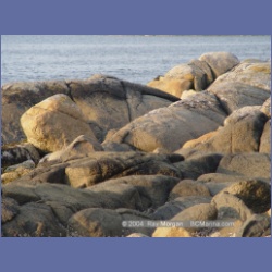 2004_6550_Takush_Harbour_Smith_Inlet.html