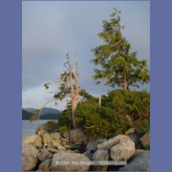 2004_6557_Takush_Harbour_Smith_Inlet.html