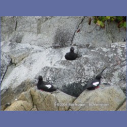 2003_2145_Turret_Rock_Nakwakto_Rapids.html