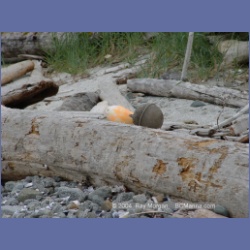 2003_2563_Turret_Island_Barkley_Sound.html