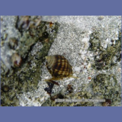 2003_2579_Turret_Island_Barkley_Sound.html