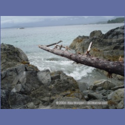 2003_2580_Turret_Island_Barkley_Sound.html