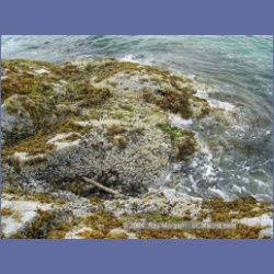 2003_2581_Turret_Island_Barkley_Sound.html