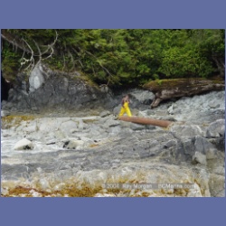 2003_2585_Turret_Island_Barkley_Sound.html