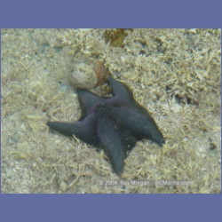2003_2609_Joes_Bay_Turtle_Island.html