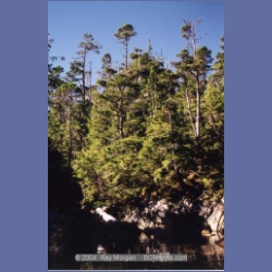 1997_typhoona3.html
