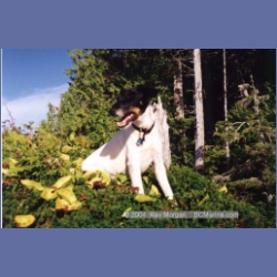 1997_typhoona7.html