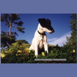 1997_typhoona8.html