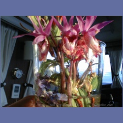 200X_117_Conover_Cove_Wallace_Island.html