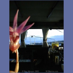 200X_119_Conover_Cove_Wallace_Island.html