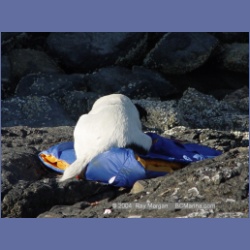 2004_6731_Watt_Bay_Kildidt_Sound.html