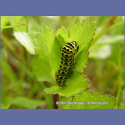 2003_4229_Weeteeam_Bay_Aristazabal_Island.html