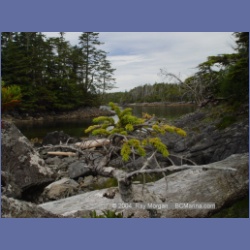 2003_4244_Weeteeam_Bay_Aristazabal_Island.html
