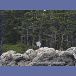 2003_4261_Weeteeam_Bay_Aristazabal_Island.html