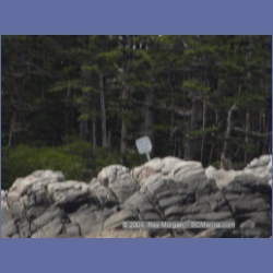 2003_4262_Weeteeam_Bay_Aristazabal_Island.html