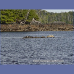 2003_4292_Weeteeam_Bay_Aristazabal_Island.html