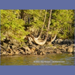 2003_4345_Weeteeam_Bay_Aristazabal_Island.html
