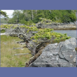 2004_7047_Weeteeam_Bay_Aristazabal_Island.html