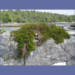 2004_7048_Weeteeam_Bay_Aristazabal_Island.html