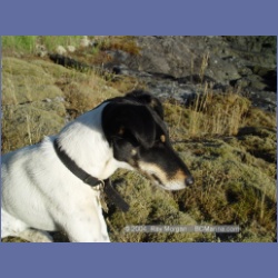2003_4947_Whirlpool_Rapids_Dogs.html