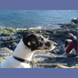 2003_4951_Whirlpool_Rapids_Dogs.html