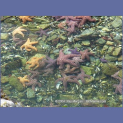 2003_2611_Wiebe_Island_Barkley_Sound.html