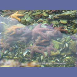 2003_2612_Wiebe_Island_Barkley_Sound.html